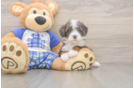 Mini Bernedoodle Puppy for Adoption