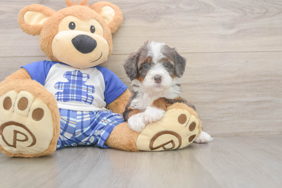 Mini Bernedoodle Puppy for Adoption