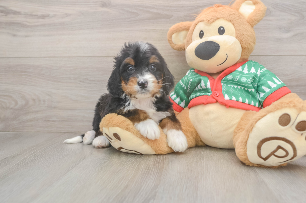 5 week old Mini Bernedoodle Puppy For Sale - Simply Southern Pups