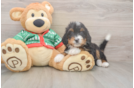 Mini Bernedoodle Puppy for Adoption