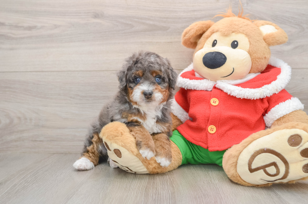 5 week old Mini Bernedoodle Puppy For Sale - Simply Southern Pups