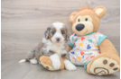 Petite Mini Bernedoodle Poodle Mix Pup