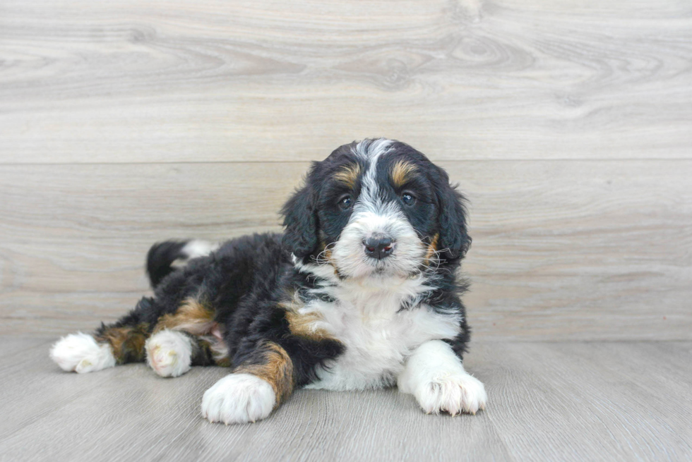 how smart is a bernedoodle