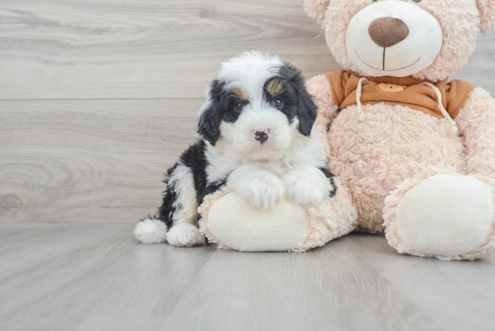 Mini Bernedoodle Puppy for Adoption