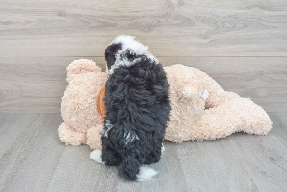 Happy Mini Bernedoodle Baby