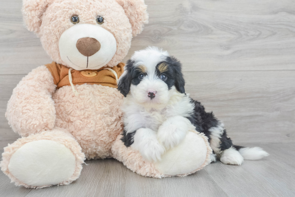 Playful Mini Berniedoodle Poodle Mix Puppy