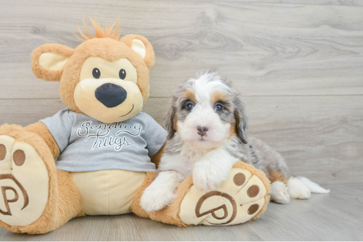 Popular Mini Bernedoodle Poodle Mix Pup