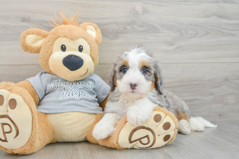 6 week old Mini Bernedoodle Puppy For Sale - Simply Southern Pups