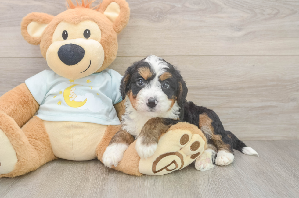 6 week old Mini Bernedoodle Puppy For Sale - Simply Southern Pups