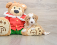 6 week old Mini Bernedoodle Puppy For Sale - Simply Southern Pups