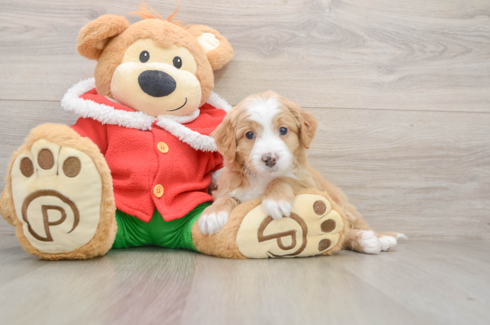 5 week old Mini Bernedoodle Puppy For Sale - Simply Southern Pups