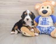 6 week old Mini Bernedoodle Puppy For Sale - Simply Southern Pups
