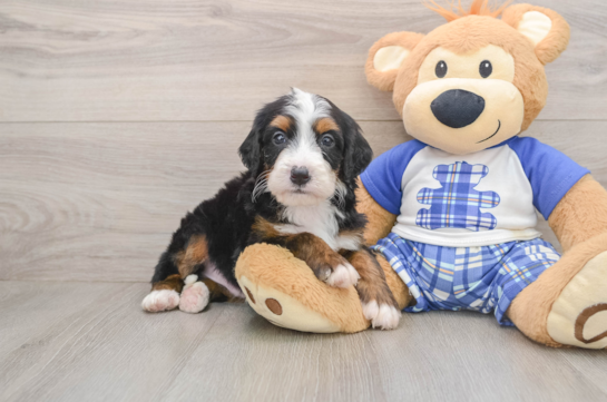 Best Mini Bernedoodle Baby