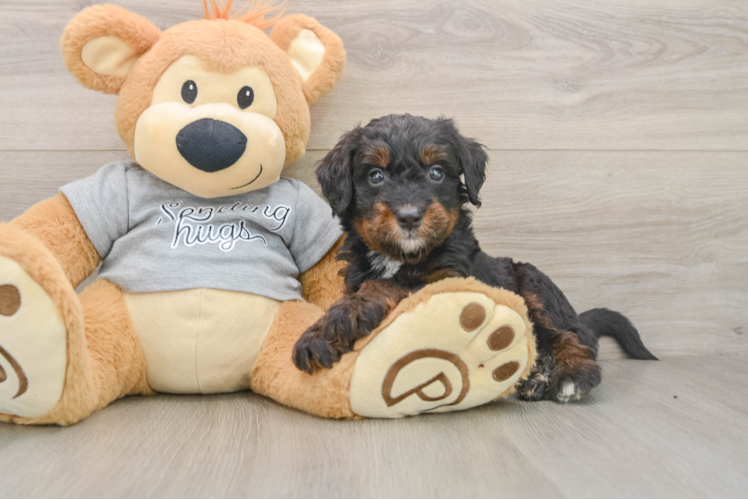 Best Mini Bernedoodle Baby