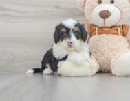 8 week old Mini Bernedoodle Puppy For Sale - Simply Southern Pups