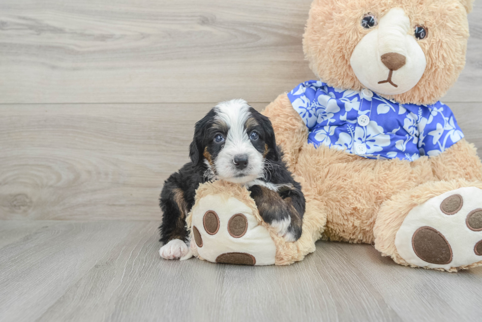 Friendly Mini Bernedoodle Baby