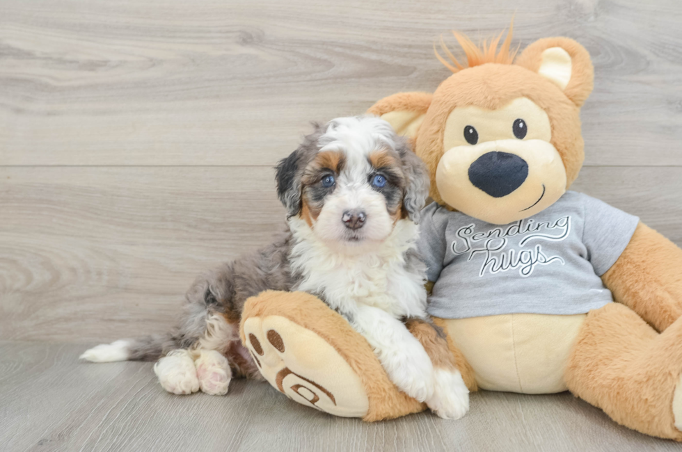 6 week old Mini Bernedoodle Puppy For Sale - Simply Southern Pups