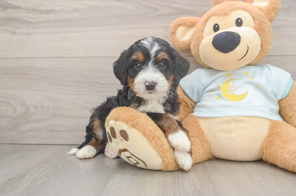 6 week old Mini Bernedoodle Puppy For Sale - Simply Southern Pups