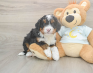 6 week old Mini Bernedoodle Puppy For Sale - Simply Southern Pups