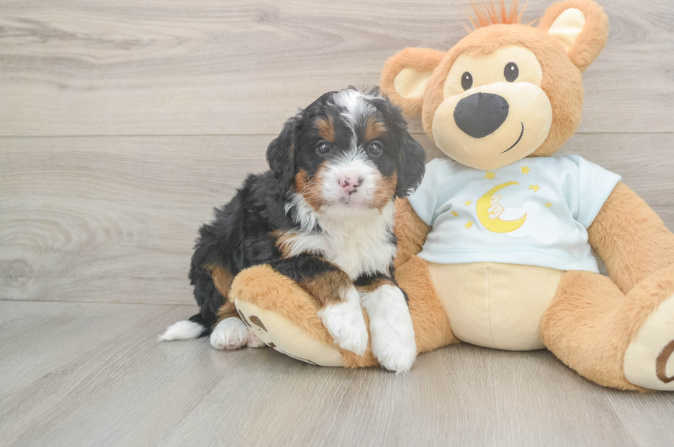 5 week old Mini Bernedoodle Puppy For Sale - Simply Southern Pups