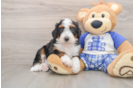 Playful Mini Bernesepoo Poodle Mix Puppy