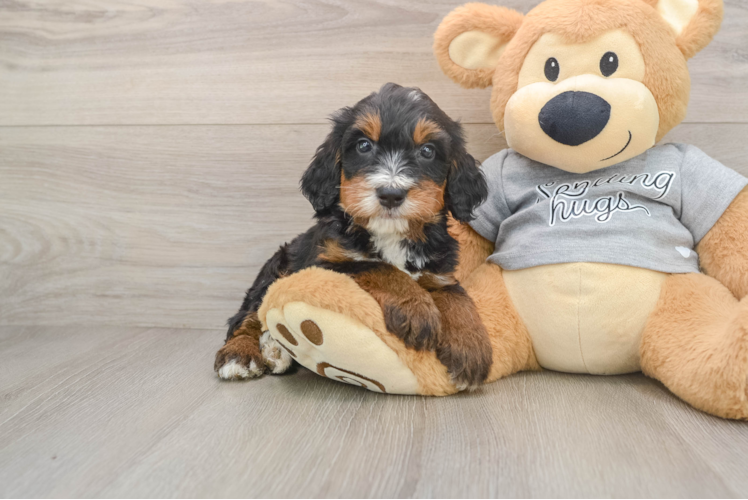 Best Mini Bernedoodle Baby