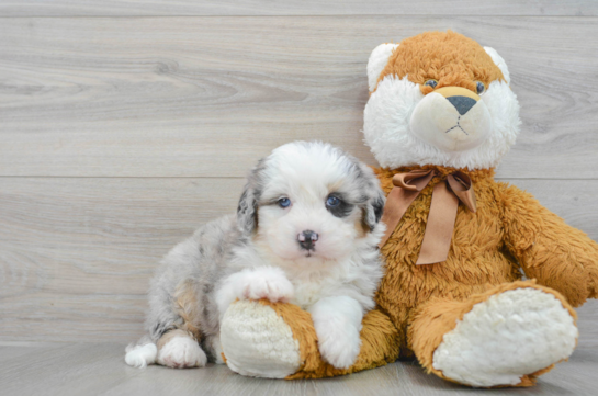 Popular Mini Bernedoodle Poodle Mix Pup