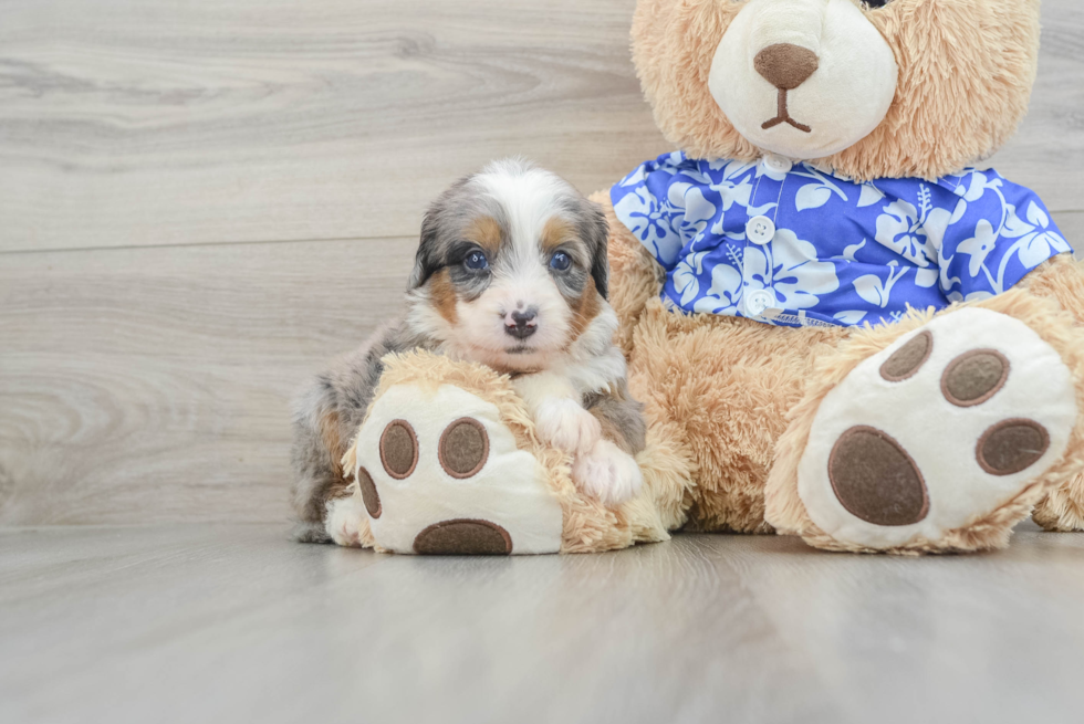 Mini Bernedoodle Puppy for Adoption