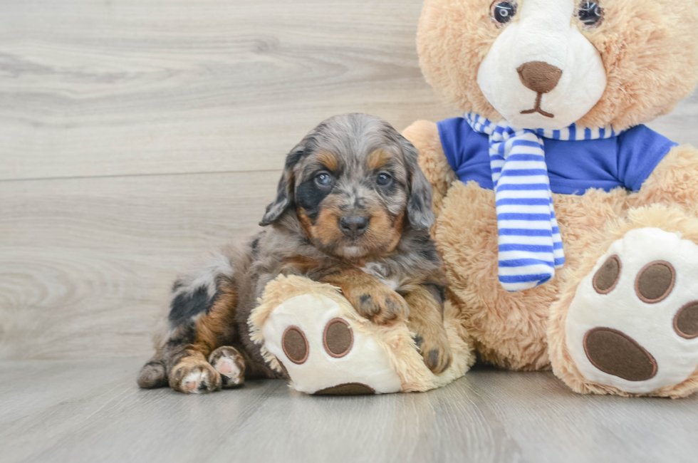 7 week old Mini Bernedoodle Puppy For Sale - Simply Southern Pups