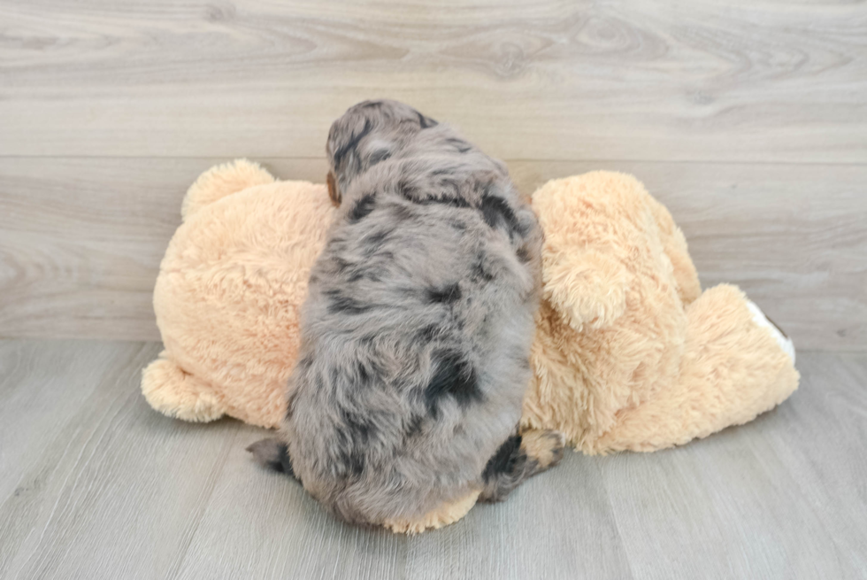 Small Mini Bernedoodle Baby