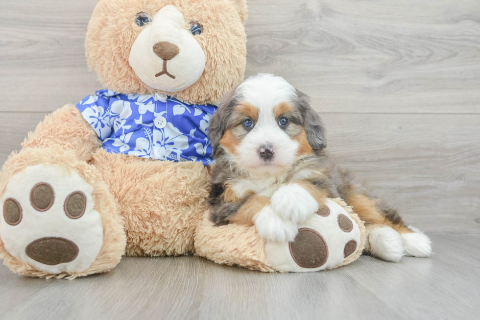 Mini Bernedoodle Puppy for Adoption