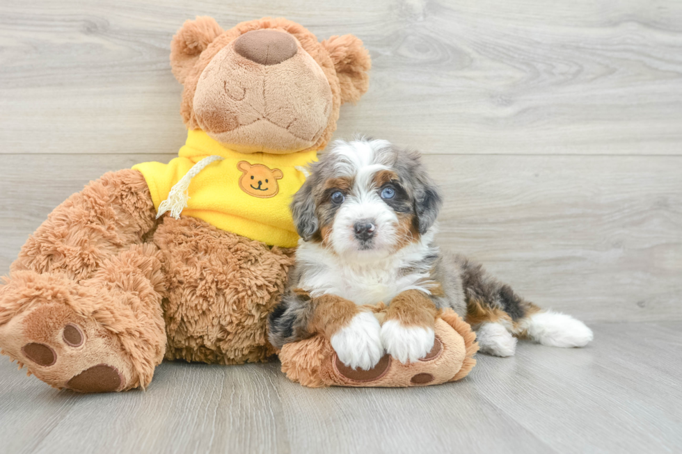 Best Mini Bernedoodle Baby