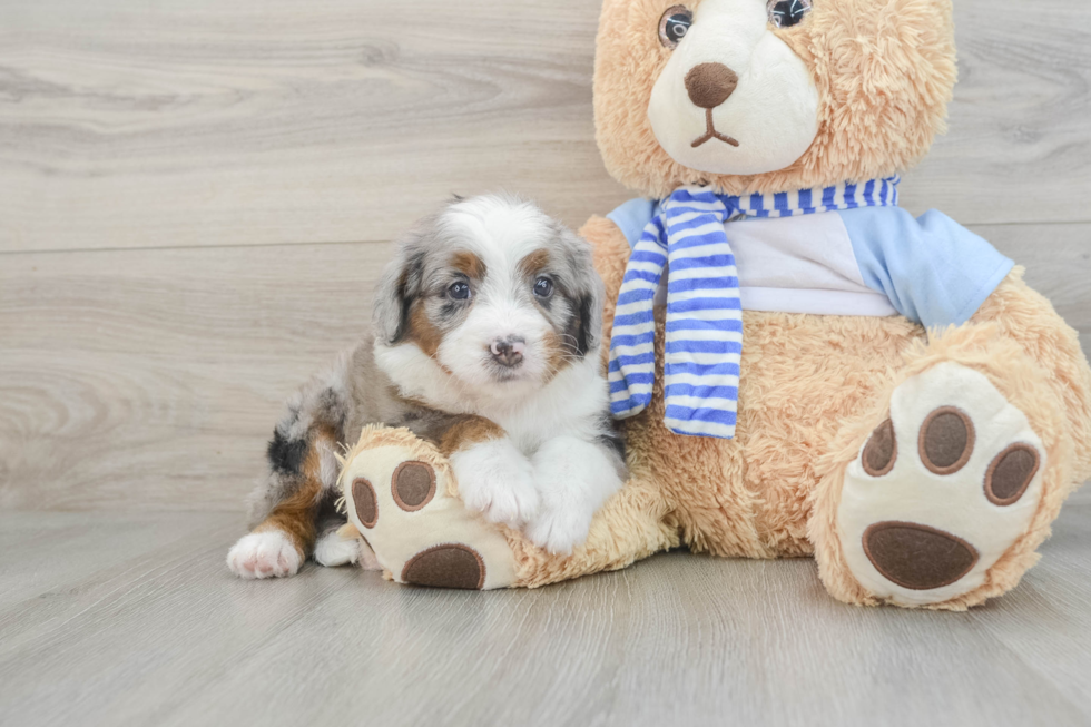 Sweet Mini Bernedoodle Baby