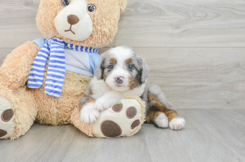 5 week old Mini Bernedoodle Puppy For Sale - Simply Southern Pups