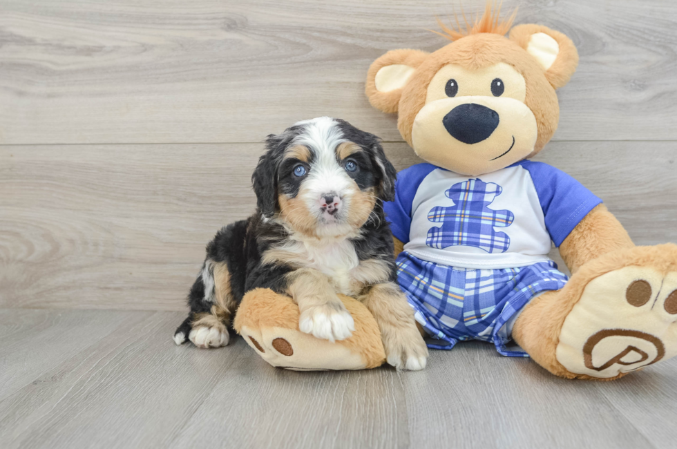 5 week old Mini Bernedoodle Puppy For Sale - Simply Southern Pups