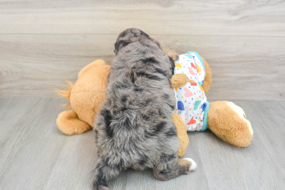 Mini Bernedoodle Pup Being Cute