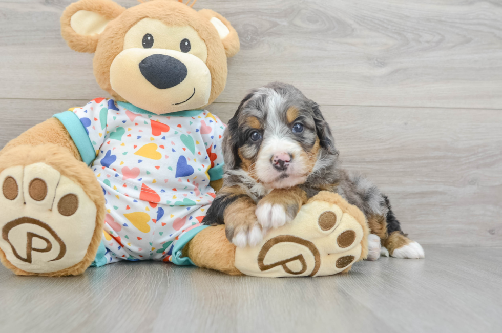 5 week old Mini Bernedoodle Puppy For Sale - Simply Southern Pups