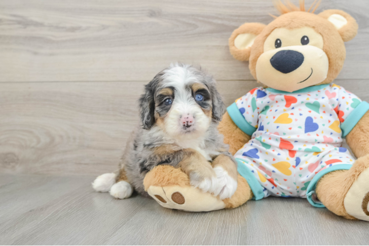 Best Mini Bernedoodle Baby