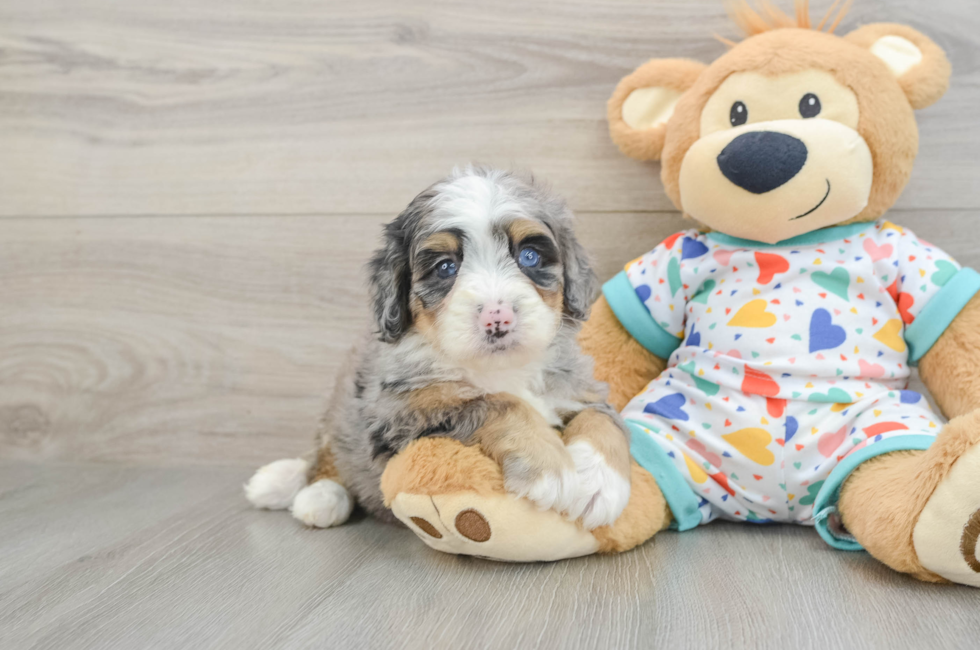 5 week old Mini Bernedoodle Puppy For Sale - Simply Southern Pups