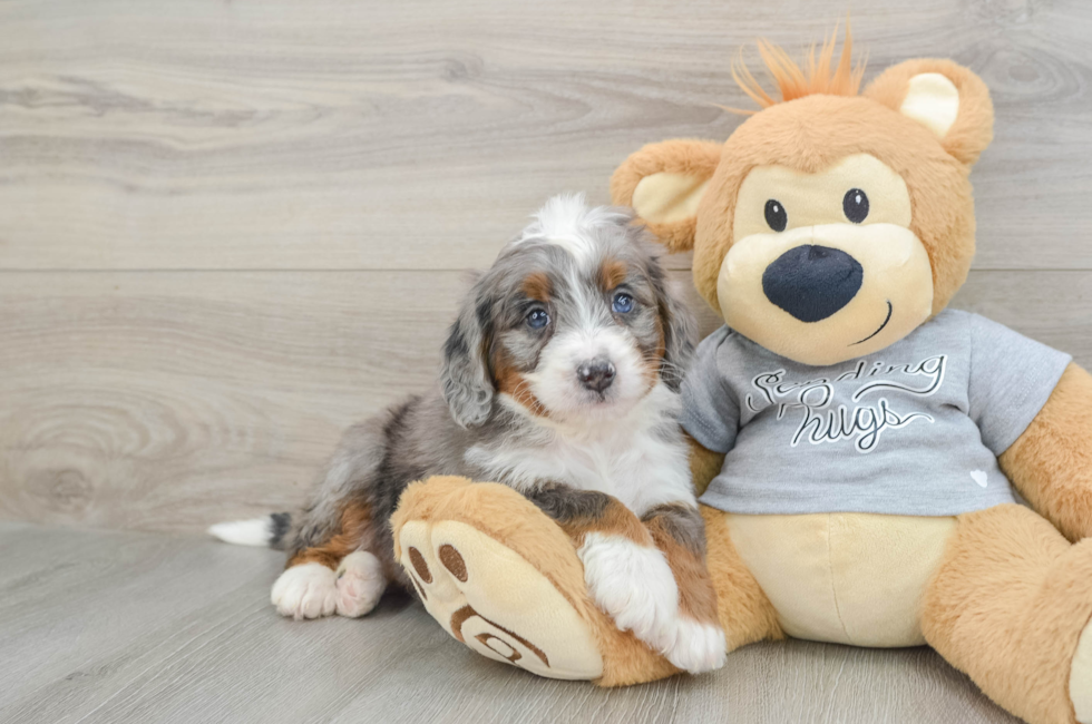 6 week old Mini Bernedoodle Puppy For Sale - Simply Southern Pups