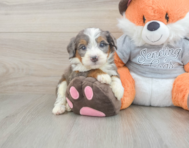5 week old Mini Bernedoodle Puppy For Sale - Simply Southern Pups