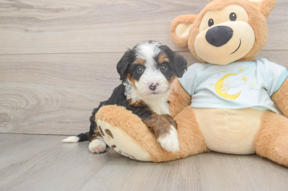 6 week old Mini Bernedoodle Puppy For Sale - Simply Southern Pups
