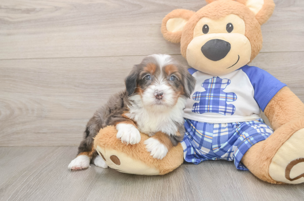 5 week old Mini Bernedoodle Puppy For Sale - Simply Southern Pups