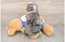 Smart Mini Bernedoodle Poodle Mix Pup