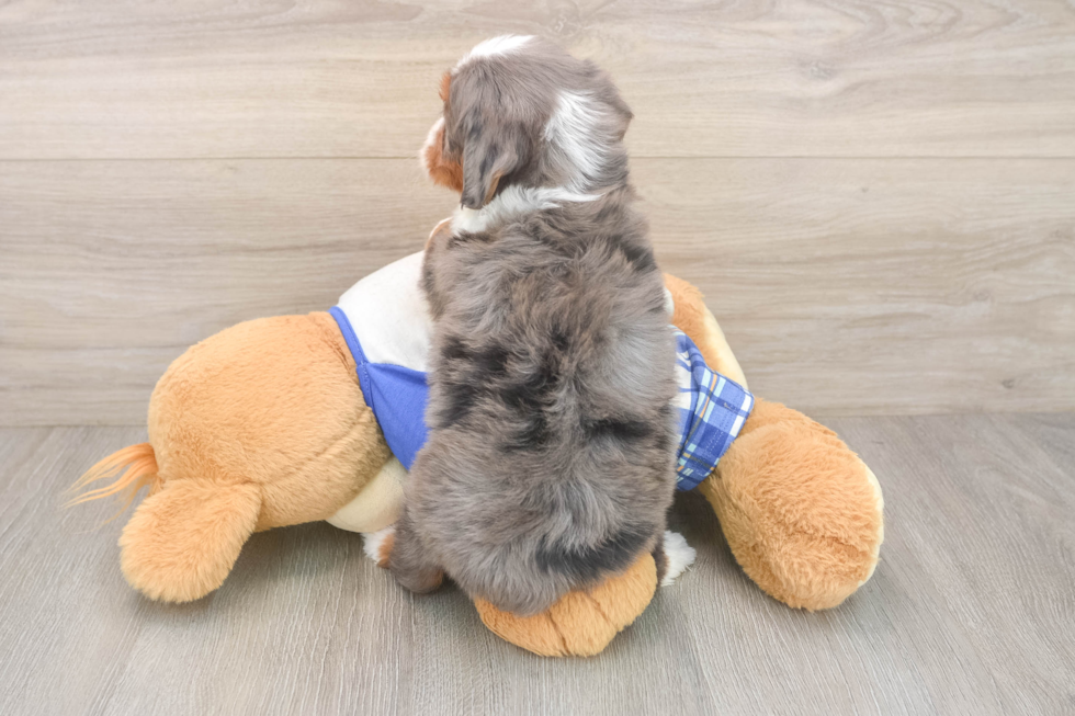 Smart Mini Bernedoodle Poodle Mix Pup