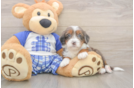Happy Mini Bernedoodle Baby