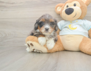 6 week old Mini Bernedoodle Puppy For Sale - Simply Southern Pups