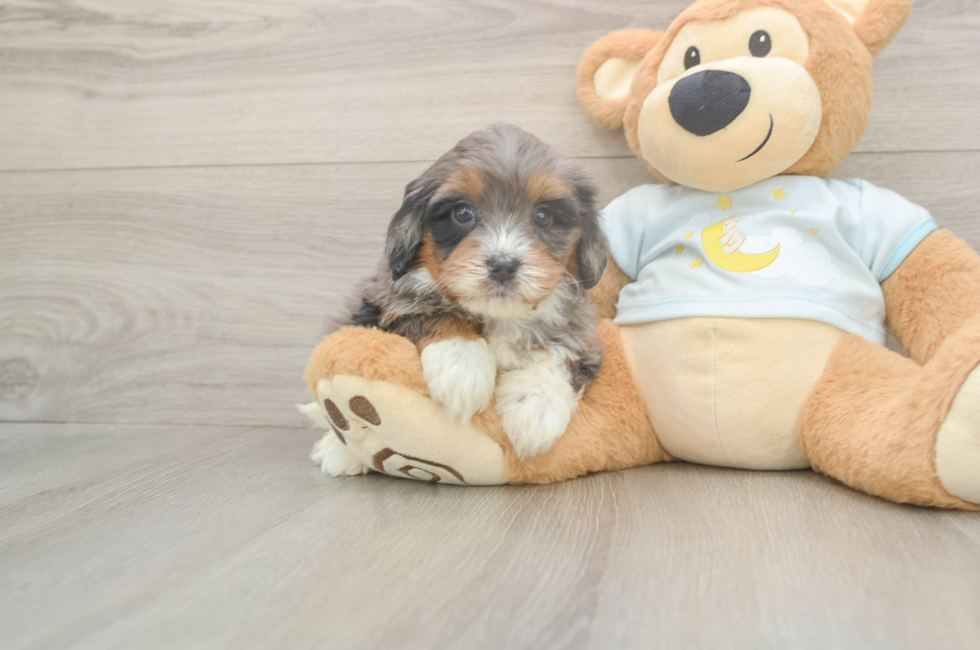5 week old Mini Bernedoodle Puppy For Sale - Simply Southern Pups