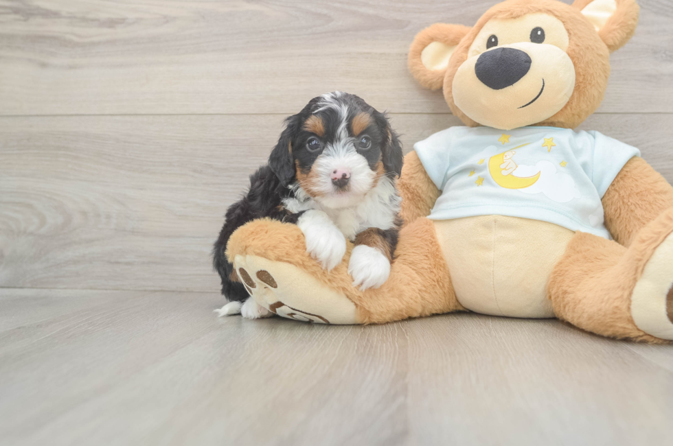 5 week old Mini Bernedoodle Puppy For Sale - Simply Southern Pups