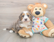6 week old Mini Bernedoodle Puppy For Sale - Simply Southern Pups